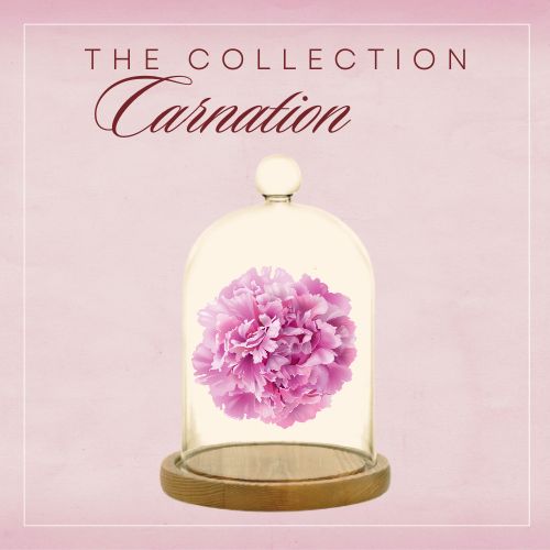 The Carnation Collection
