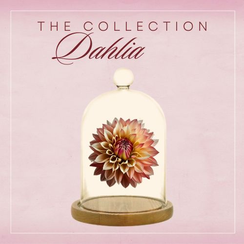 The Dahlia Collection