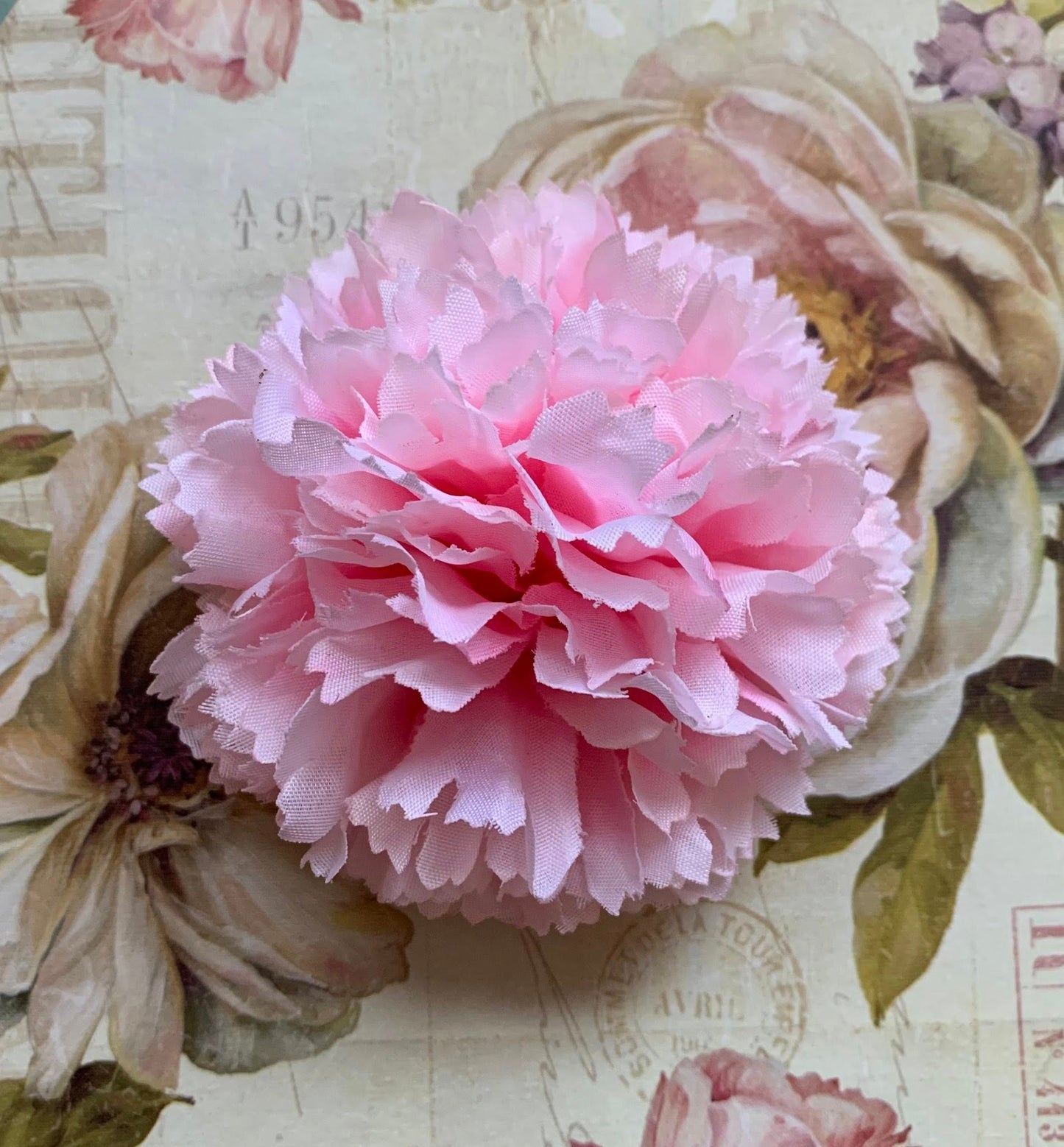 The Carnation Collection
