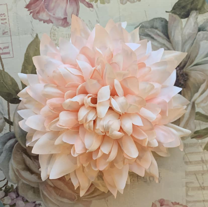 The Carnation Collection