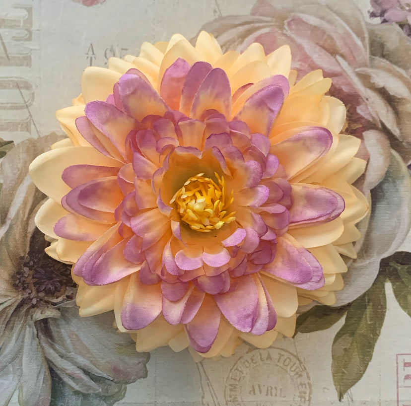 The Dahlia Collection